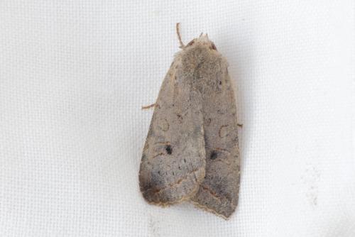 Réf. 270 188 : Agrochola lota